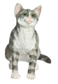 SITTING, GRAY, CAT