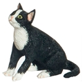SITTING, SOCKS, CAT