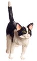 WALKING, BLACK & WHITE, CAT