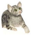 Dollhouse Miniature Laying, Gray, Cat