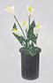 Dollhouse Miniature Vase Black with Calla Lilies
