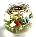 Philip Grenyer Glass Fishbowl