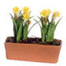 Dollhouse Miniature Daffodils In Window Box, Yellow