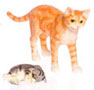 Dollhouse Miniature Mamma Cat + Baby, Or + Grey