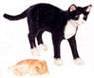 Dollhouse Miniature Mamma Cat + Baby, Socks + Or