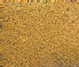 AM10823 - SPECIORD: FLOWER COLOR:ASPEN GLD, 1/2 OZ