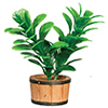 Large Green House Plant