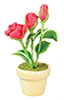 Roses in Pot, Red