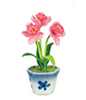 Daffodils in Pot, Hot Pink