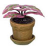 Dollhouse Miniature Caladium, Pink