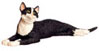 LAYING, SOCKS,CAT