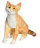 SITTING, ORANGE, CAT