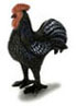 Dollhouse Miniature Rooster