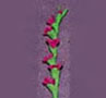 Dollhouse Miniature Gladiolas, Dark Pink, Per Stem