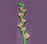 Dollhouse Miniature Gladiolas, Lt Pink, Per Stem