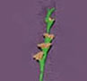 Dollhouse Miniature Gladiolas, Peach, Per Stem