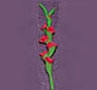 Dollhouse Miniature Gladiolas, Red, Per Stem