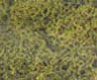Dollhouse Miniature Lichen-Spring Green-1 1/2Qts