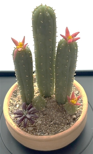 Cactus Garden