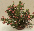 Dollhouse Miniature Rose Bush, Large, Pink