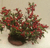 Dollhouse Miniature Rose Bush, Small, Red