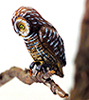 Pels Fishing Owl