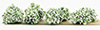 Dollhouse miniature BORDER PLANTS(8), 3/4" WHITE