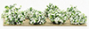 Dollhouse miniature BORDER PLANTS (8), WHITE 1/2