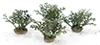 Dollhouse miniature FERN PLANTS, 4 PIECES