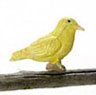 Dollhouse Miniature Norwich  Fancy Canary