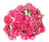 Dollhouse Miniature Rose, 2 Dozen, Hot Pink