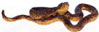 Dollhouse Miniature King Cobra