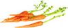 Dollhouse Miniature Carrot, 6 Pc