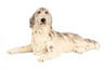 Dollhouse Miniature Black & White Irish Setter