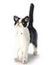 Dollhouse Miniature Kitten, Black And White