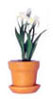 Dollhouse Miniature Iris In Clay Pot, White