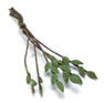 Dollhouse Miniature 6 Small Flat Leaves