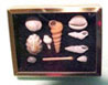 Dollhouse Miniature Shadow Box W/Shell Collection - Black