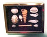 Dollhouse Miniature Shadow Box W/Shell Collection - Red