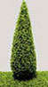 Dollhouse Miniature 3 Inch Poplar Tree