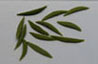 Dollhouse Miniature Green Beans, S/12