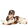 Dogs, Set of 3