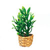 Bamboo Plant in Basket