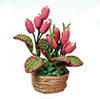 Pink Cone House Plant