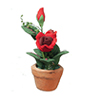 Red Roses in Pot