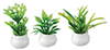 Plants Set, 3 pc.