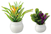 Plants Set,  2 pc.