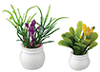 Plants, Set of 2