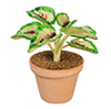 Coleus Plant In Pot