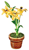 Lilies in Pot, Yellow